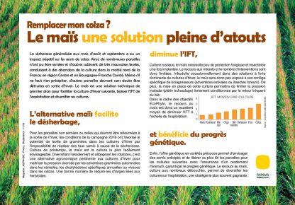 le maïs une solution pleine d'atouts