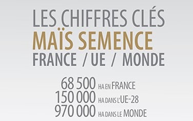 chiffres clés 2019 maïs semence