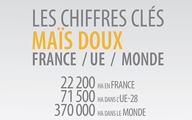 chiffres clés 2019 maïs doux