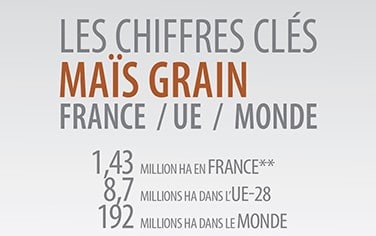 chiffres clés 2019 maïs grain