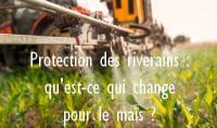 Pulvérisation herbicide champ maïs