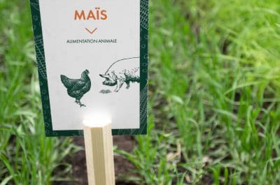 le maïs composante de l'alimentation animale