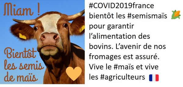 tweet de la campagne semis de maïs sur les fromages du lundi 6 avril