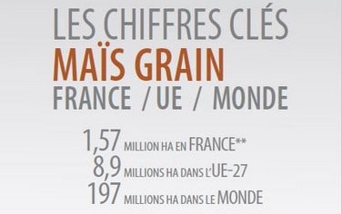 Chiffres-Maïs-Grain-2020