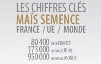 Chiffres-Maïs Semence 2020