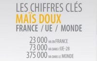 Chiffres-Maïs-doux-2020