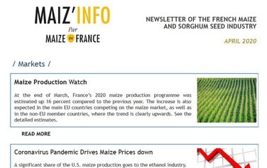 vignettede la newsletter maizinfo anglais