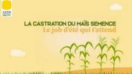 vidéo castration maïs semence