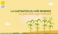 vidéo castration maïs semence