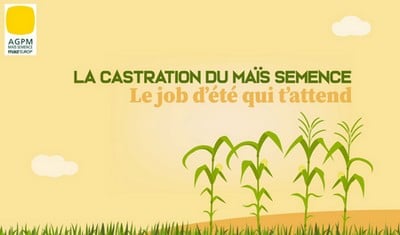 vidéo castration maïs semence