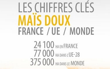 vignette Chiffres clés maïs doux 2022