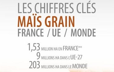 vignette chiffres clés maïs grains 2022